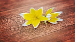 The vitality of yellow in the kitchen