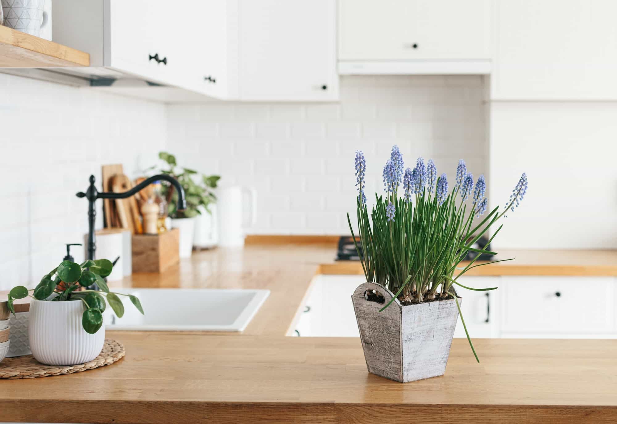 Blue muscari flower on modern kitchen scandinavian style. Spring decoration eco friendly kitchen