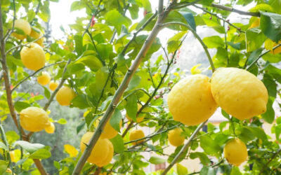 RISOTTO AL LIMONE (LEMON RISOTTO)